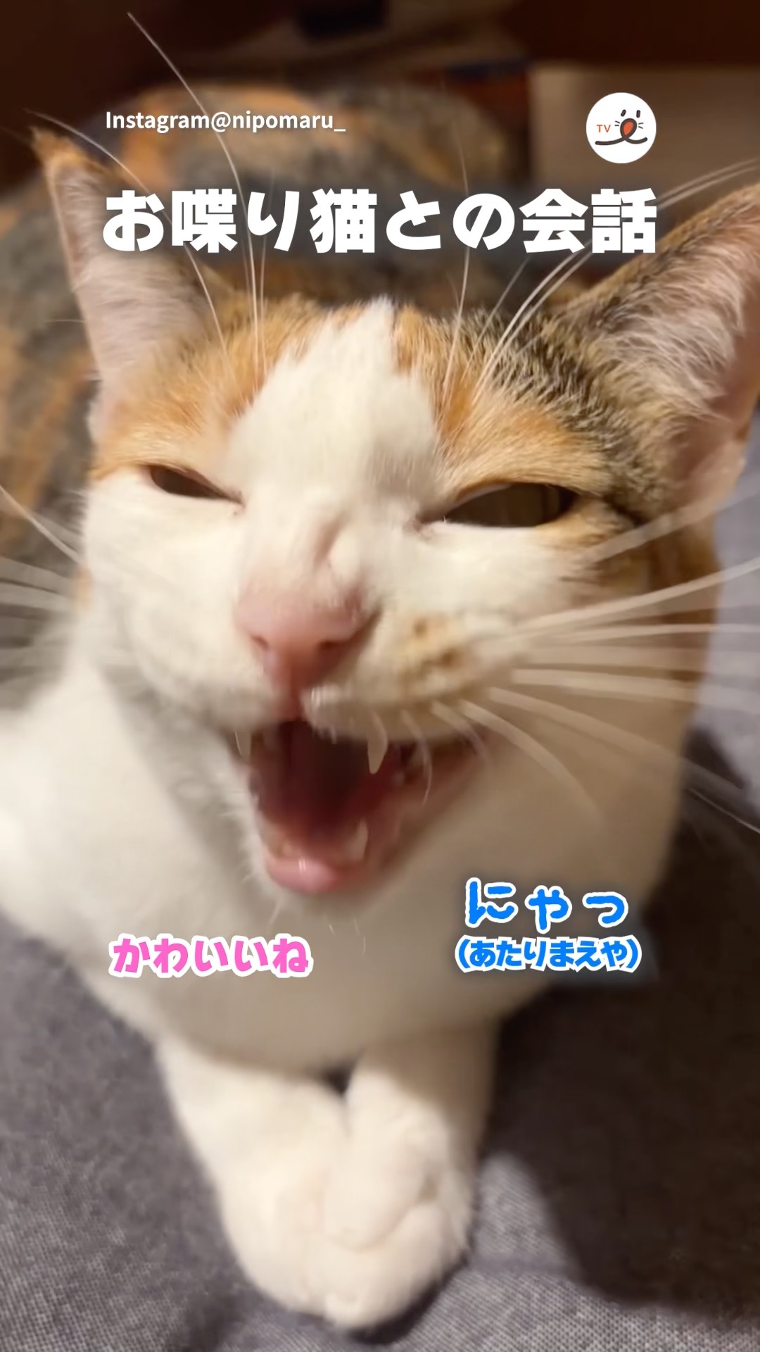 It's fun talking to my cat🐱｜PECO - YouTube
