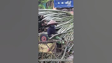 Bamboo Cutting Tool: Skilled Workers Fast and Accurate Slicing