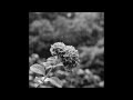 hydrangea after the rain