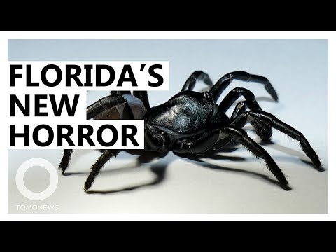 フロリダは今や毒のある新しいタランチュラ種の故郷です
