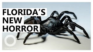 Florida Now Home to Venomous New Tarantula Species