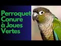 Le conure  joues vertes un oiseau de compagnie color et affectueux pour votre maison