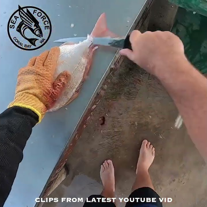 shorts-fillet-frypan-bream-long-spine-snapper-fishing-charter