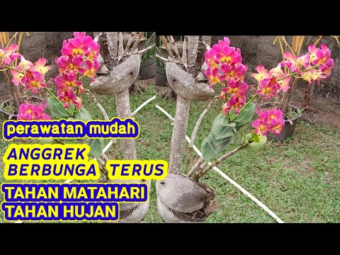 Video: Idea Bernas Untuk Taman Wangi: Tumbuh-tumbuhan Dengan Aroma Buah Dan Beri