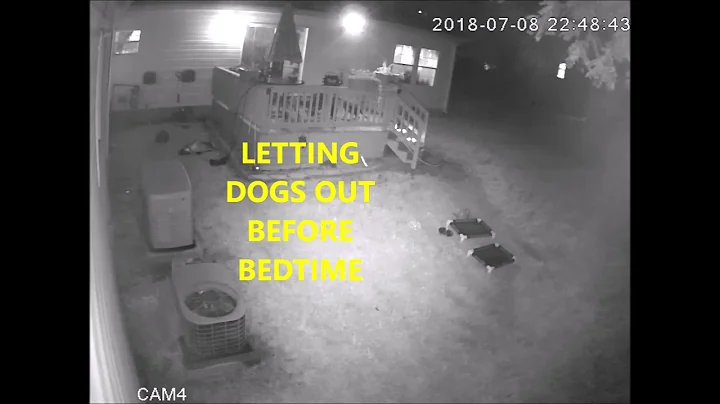 Intruder Alert - Whippet dogs chase cat