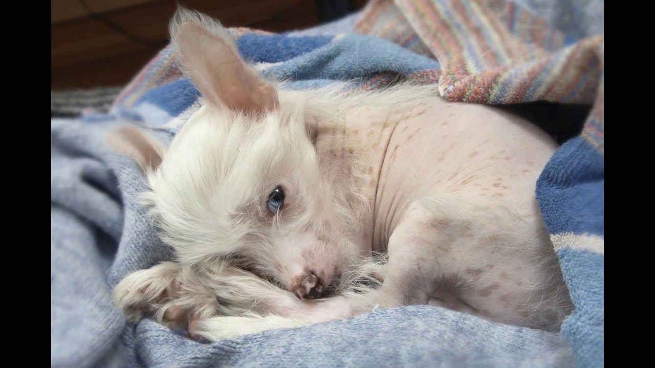 chinese crested training