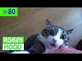 ПРИКОЛЫ 2017 с животными. Смешные Коты, Собаки, Попугаи // Funny Dogs Cats Compilation. Апрель №80