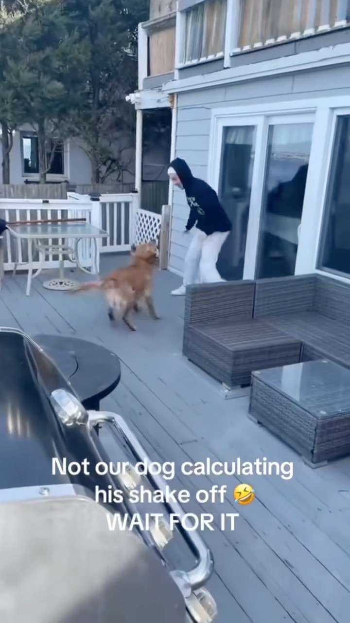Dog was waiting for his moment ??