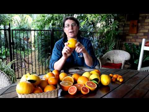 Video: Papeda Citrus Trees: Naučte se o různých typech Papeda