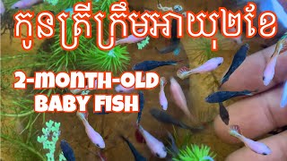 កូនត្រីក្រឹមអាយុ2ខែ 2-month-old baby fish