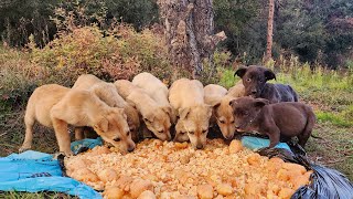 I have been feeding the puppies I met on a rainy day with homecooked meals for 1 month every day.