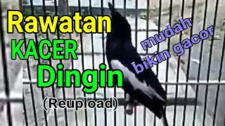 Rawatan Kacer Dingin Harian, mudah bikin gacor (reupload)