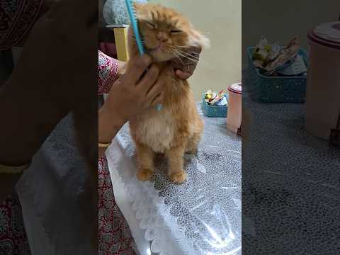 Simba Ginger Grooming Session Is Ongoing Catvideos Catlovers Cat Cute Ginger Pets Trending