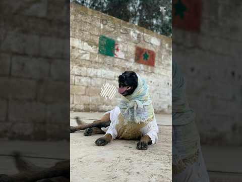 محمد لوسي مات Viralvideo Reels اكسبلور Funny Follow Tiktok Like Fyp Viralshorts Likes