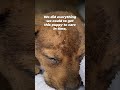 He Died From Something Many Dog Owners Ignore 💔🐶