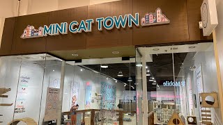 The Cat Town at the Milpitas Great Mall