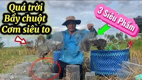 Hôm nay trúng mánh bầy chuột trong khu cỏ hoang khi bị nước đuổi vào. #3 ĐCMT