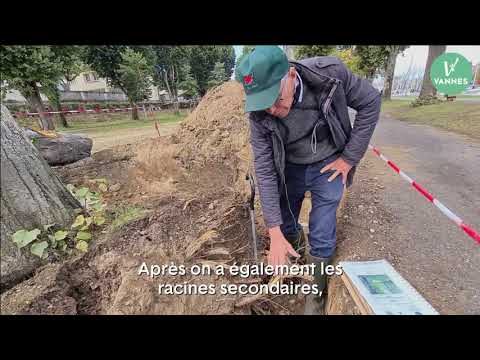 Vidéo: Orme Lisse (27 Photos) : Description Des Feuilles Et Du Système Racinaire De L'orme Commun, Attitude Vis-à-vis De La Lumière Et De La Famille Des Arbres, Nervation Et Hauteur