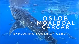 Oslob Whale Shark Watching | Moalboal Sardine Run | South of Cebu Travel Guide