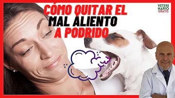 ¿Por qué apesta el aliento de mi perro?