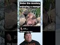Bobo The Monkey Enjoying A Mango