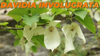 DAVIDIA INVOLUCRATA ou L'ARBRE À MOUCHOIR - Que Faire Dans Mon Jardin ?