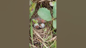 Grasshopper sparrow nest