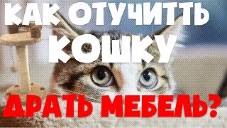 Как отучить кошку драть обои и мебель | Что делать если кошка портит мебель