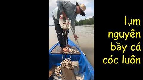 Mới xuống chày trúng mánh dính tôm càng xanh,bầy cá dãnh,bầy cá cóc