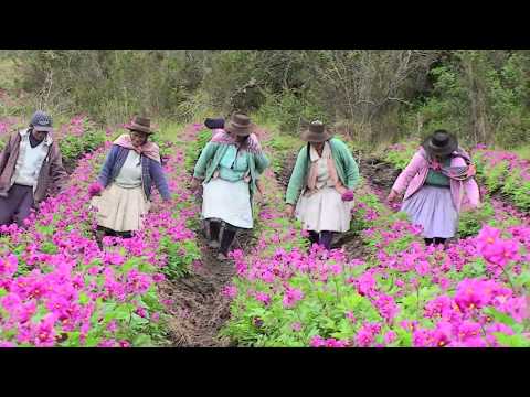 Women Farmers and Andean Seeds: Shaping Futures in Peru