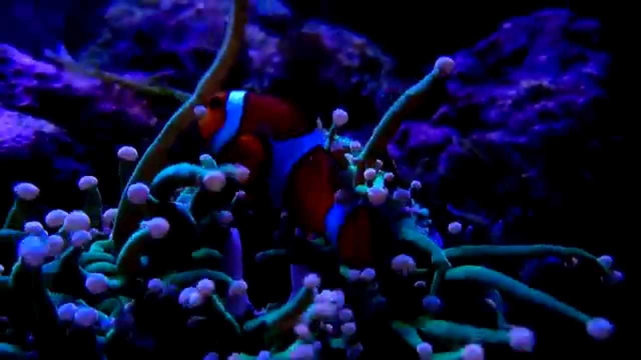 Clownfish hosting euphyllia torch coral for the first time! Nano reef