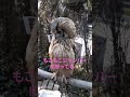 ふくろうが怒る 由布院 The Owl Is Angry At The Fluffy Jumper ふくろうが怒る 由布院 The Owl Is Angry At The Fluffy Jumper
