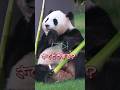 キャー虫がいる 結浜の頭脳的なアクションにビックリ👀‼️ #shorts #cuteanimals #panda