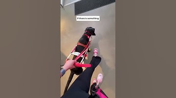 #guidedog #guidedogsfortheblind #blind #visuallyimpaired