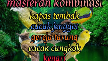 masteran kombinasi (kapas tembak, cucak jenggot, gereja tarung, cucak cungkok, kenari)