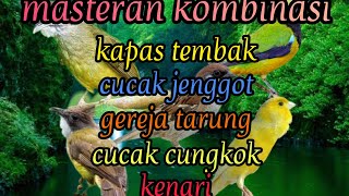 masteran kombinasi (kapas tembak, cucak jenggot, gereja tarung, cucak cungkok, kenari)