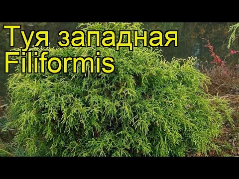 Video: Thuja Bükülmüş (27 şəkil): 