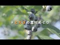 とちぎの農村めぐり(夏編ショートver)