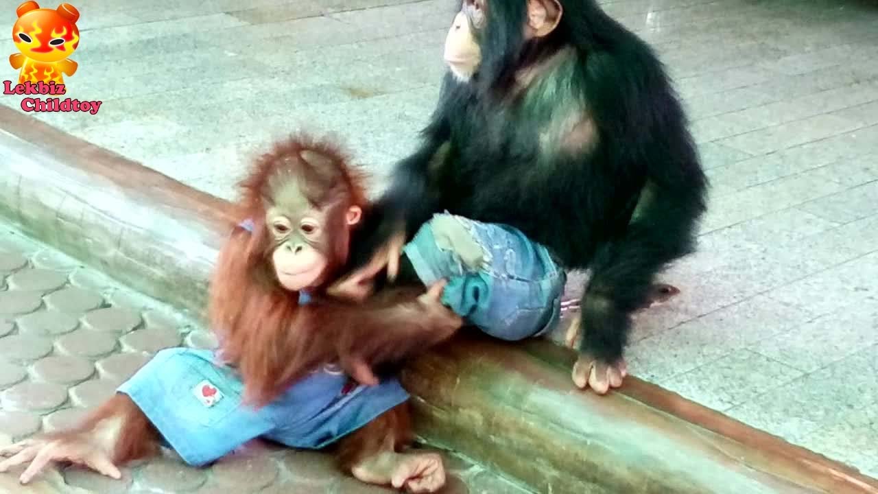 Ohhh Chimpanzee  want to play with younger Orangutan  