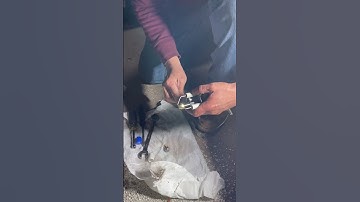 How to Replace and Oil Burner Nozzle #boilerrepair