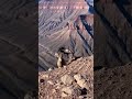 Cliffside chaos! Bighorn Sheep rams a Golden Eagle mid-attack. 🐏🦅 #eaglet