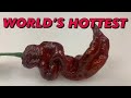 THE HOTTEST PEPPER I HAVE EVER EATEN The Chocolate Primotalii From Lone Star Mastiff Farms THE HOTTEST PEPPER I HAVE EVER EATEN The Chocolate Primotalii From Lone Star Mastiff Farms
