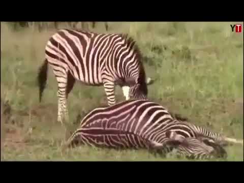 ولادة حمار وحشي سبحان الله