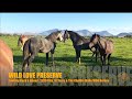 2020 Look Back + Ahead: Wild Love Preserve + The Challis-Idaho Wild Horses