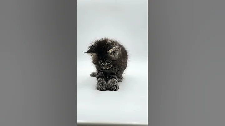 Video 4095881: maine coon kitten, european maine coon, fluffy maine coon, purebred kitties