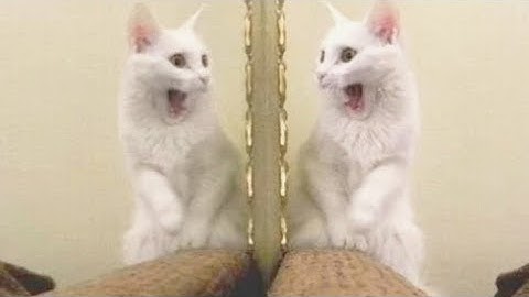 Omg So funny cats reaction with mirror | cat vs mirror | funny cat videos compilation