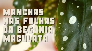 Dicas simples e fáceis de como cuidar das manchas nas folhas da Begônia  maculata - thptnganamst.edu.vn