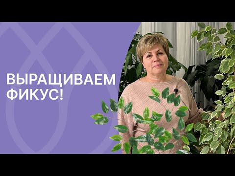 Как выращивать фикус бенджамина в домашних условиях