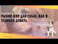 Рыбий жир для собак: как и сколько давать