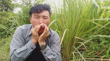 Qhia txog dib qaib qus tuaj zoo ( ວິທີຕໍ່ໄກ່ປ່າ) 1/8/2019.